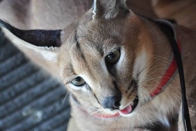 Fakta dan Harga Kucing Caracal