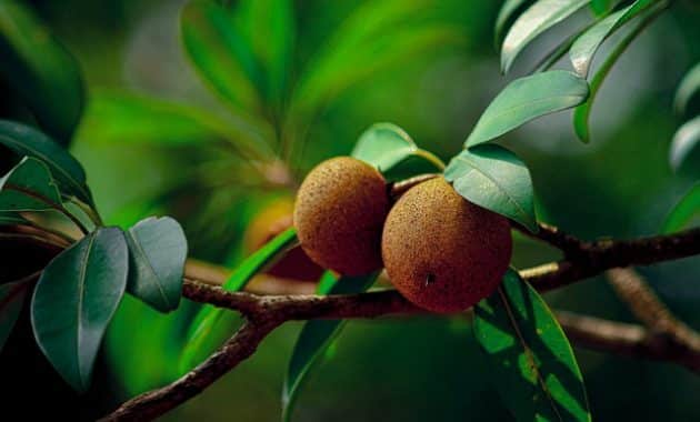Langkah Membuat Bibit Buah Sawo secara Hidroponik
