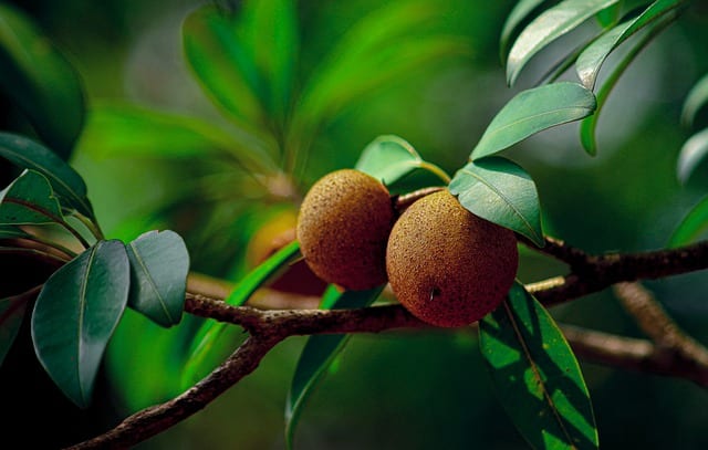 Langkah Membuat Bibit Buah Sawo secara Hidroponik