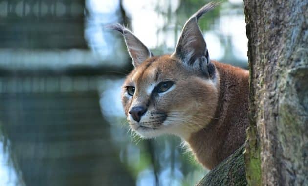 Alasan Mengapa Kucing Caracal Mahal Harganya yang Perlu Kamu Tahu