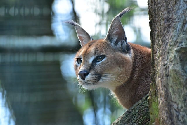 Alasan Mengapa Kucing Caracal Mahal Harganya yang Perlu Kamu Tahu