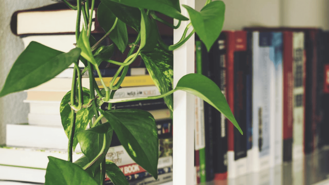 Alasan Kenapa Harus Membeli Buku Original dari Penerbit